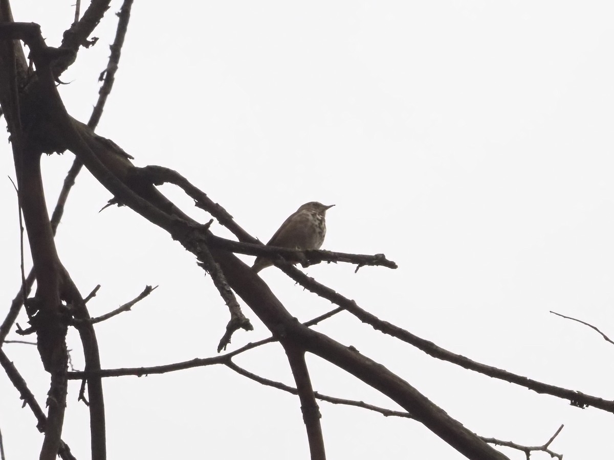 Hermit Thrush - ML626006051