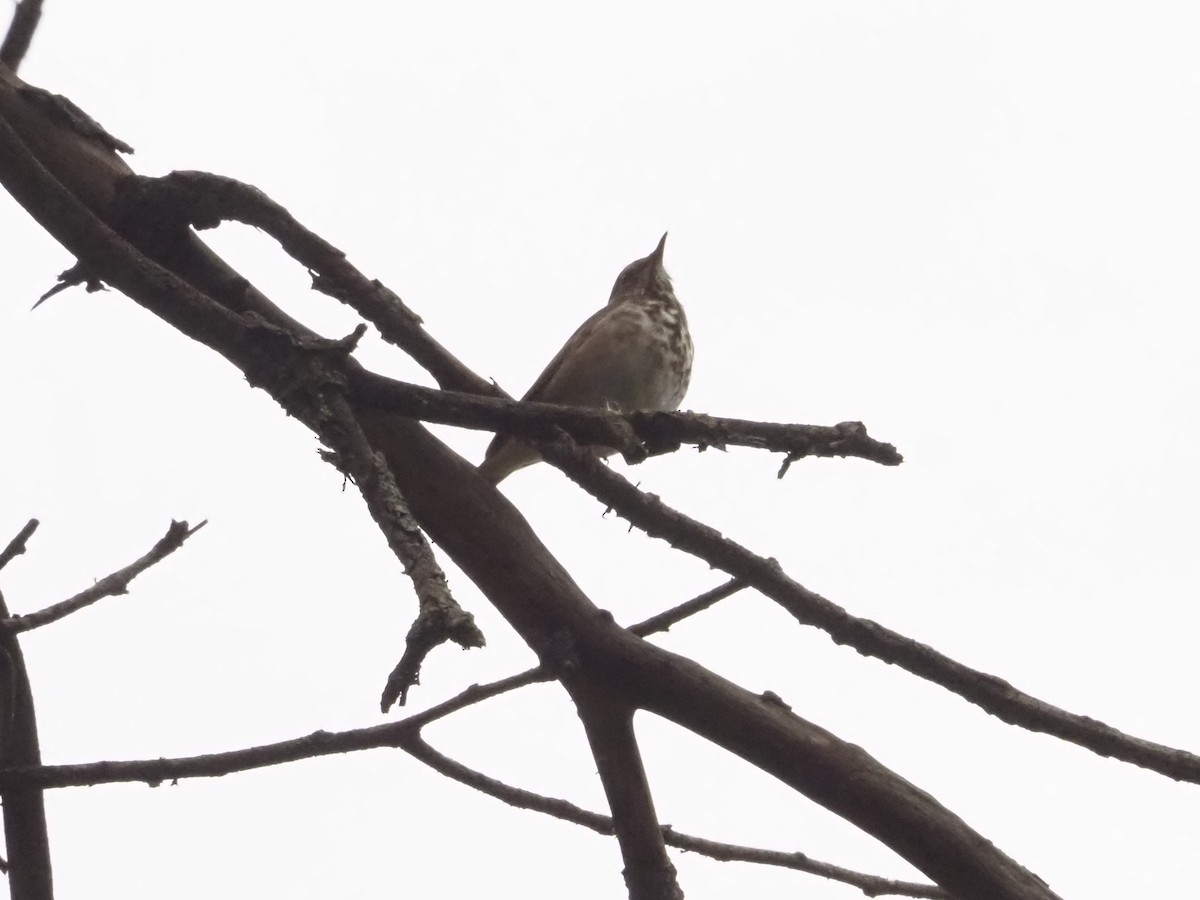 Hermit Thrush - ML626006052