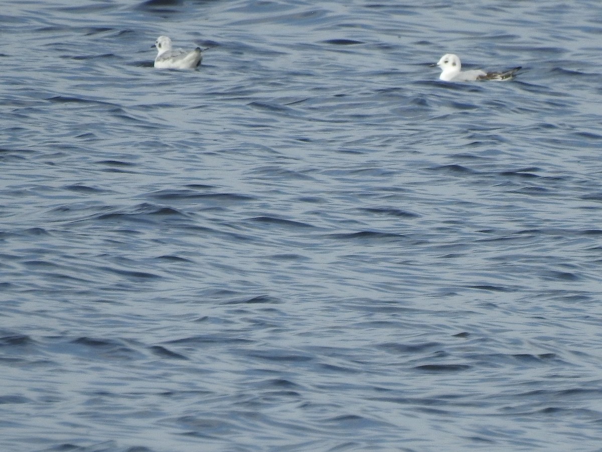 Bonaparte's Gull - ML626006105