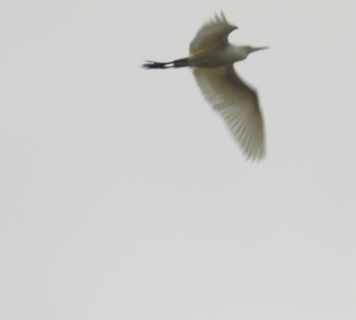 Western Cattle-Egret - ML626006148