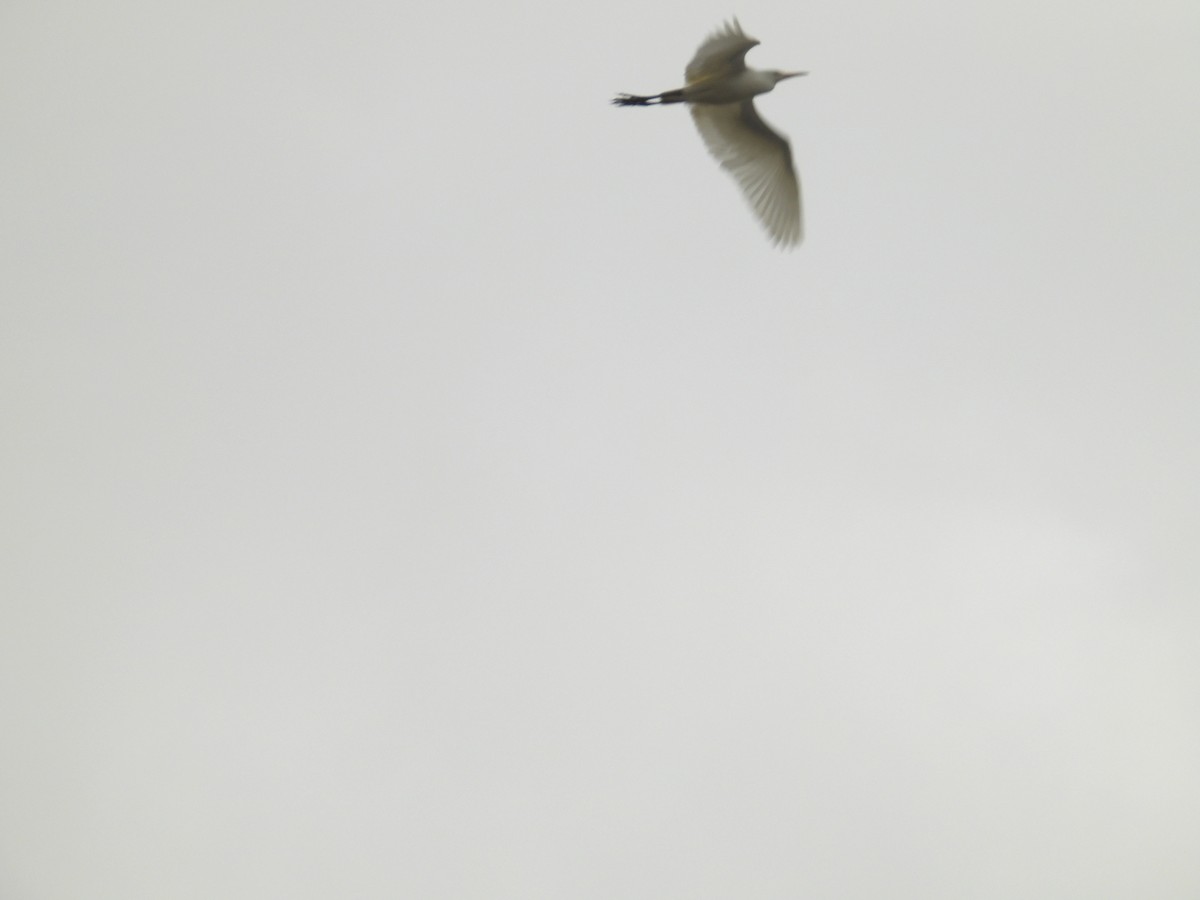 Western Cattle-Egret - ML626006149