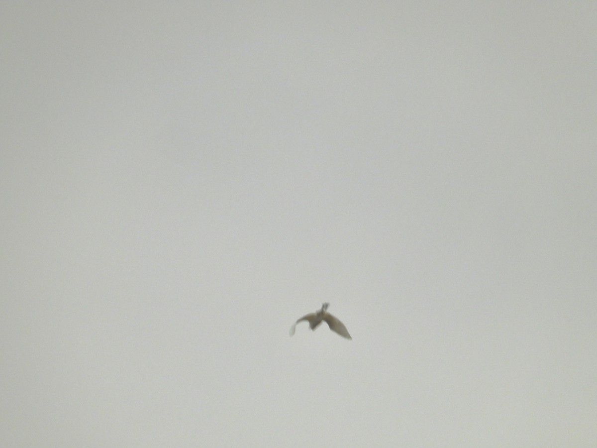 Western Cattle-Egret - ML626006150