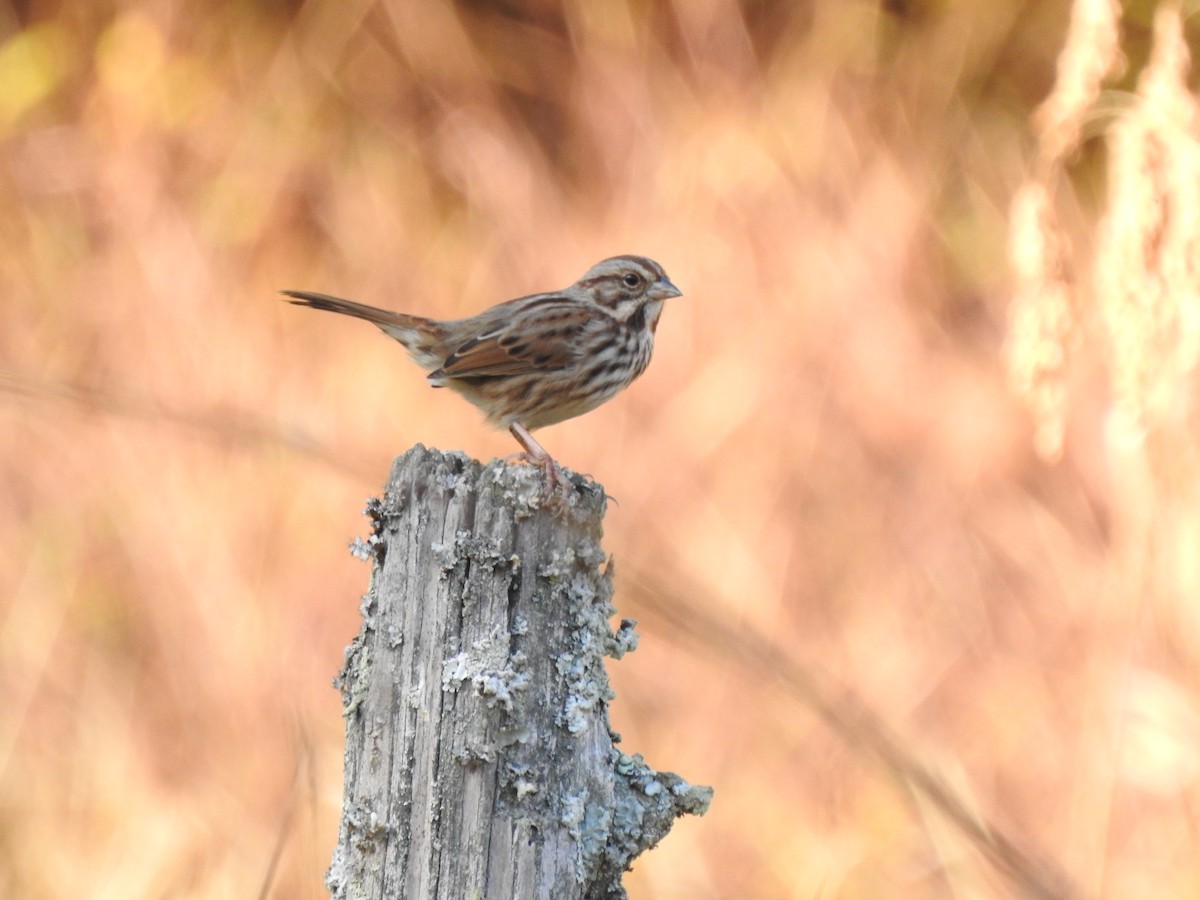Song Sparrow - ML626006170