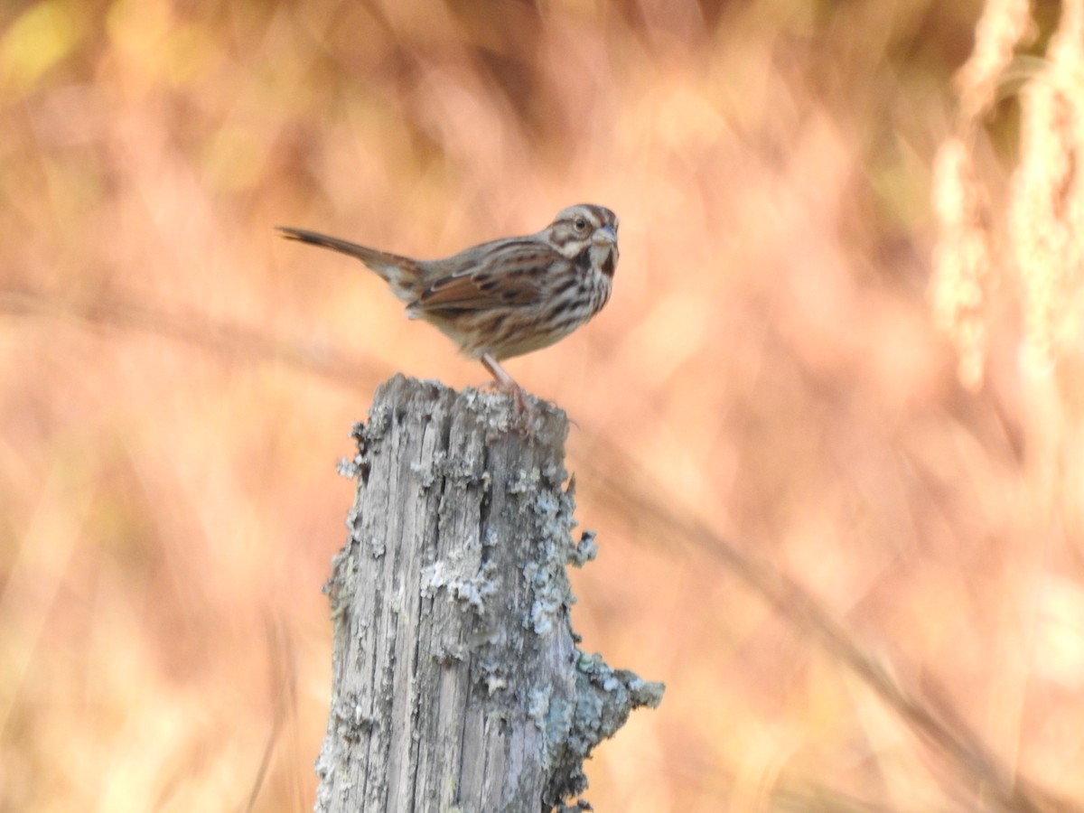 Song Sparrow - ML626006171