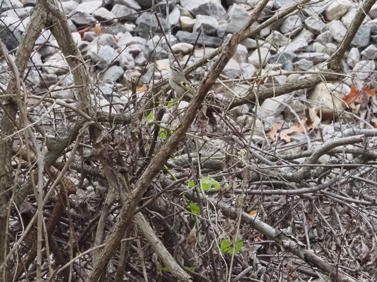 Golden-crowned Kinglet - ML626006241