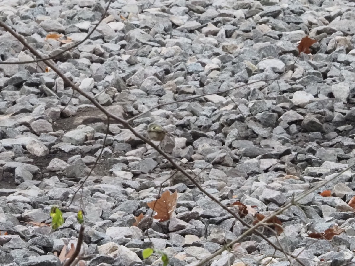 Golden-crowned Kinglet - ML626006242