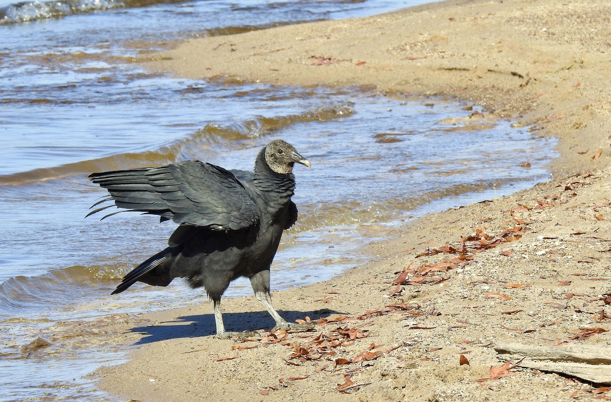 Black Vulture - ML626006266