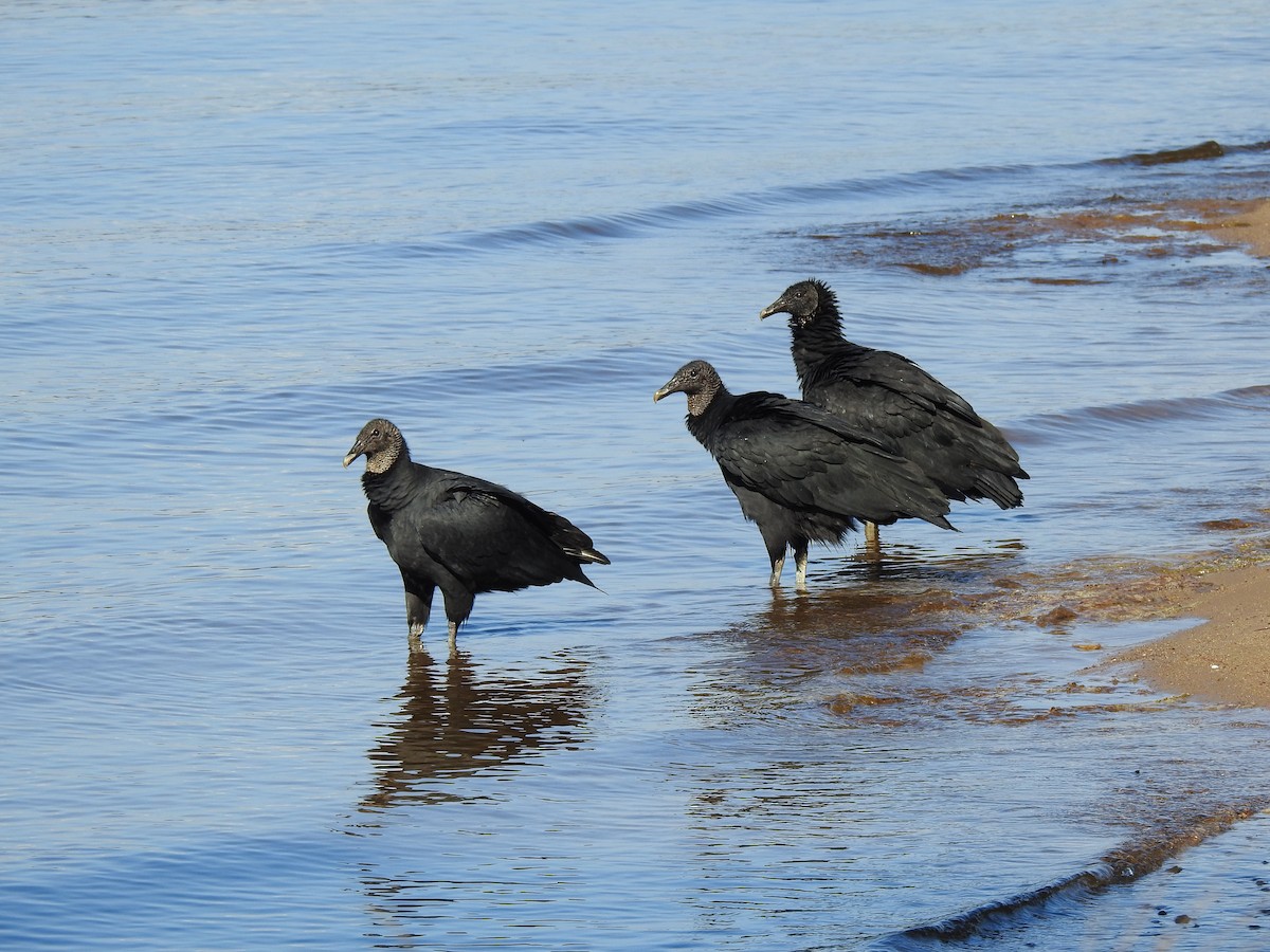 Black Vulture - ML626006267