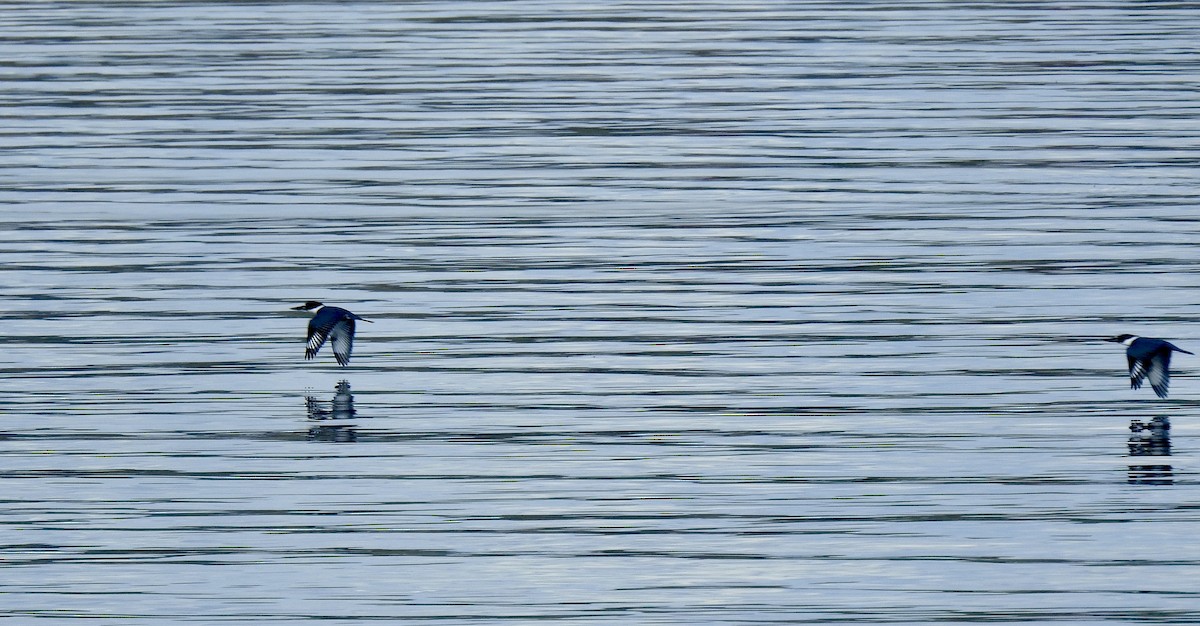 Belted Kingfisher - ML626006275