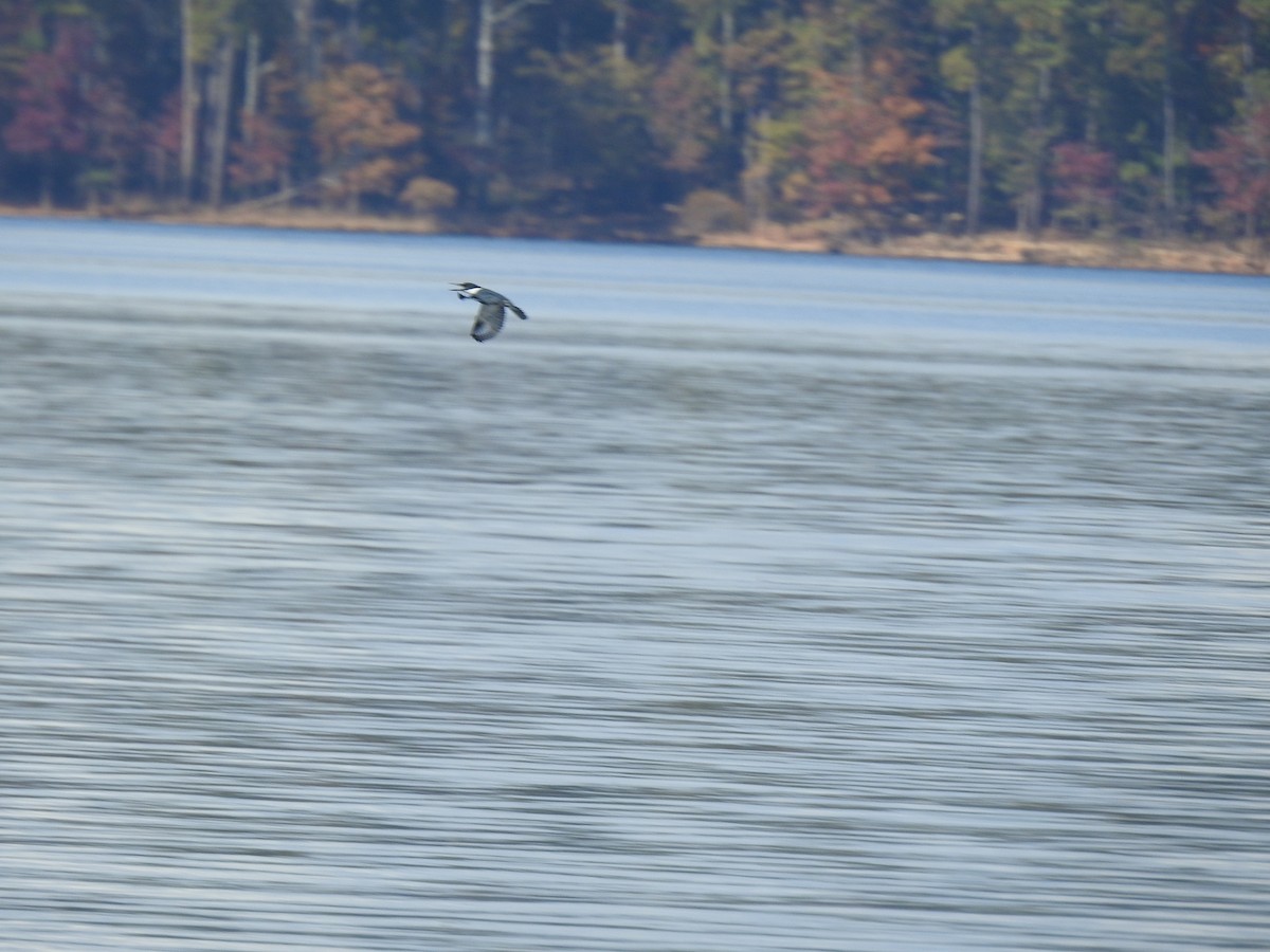 Belted Kingfisher - ML626006276