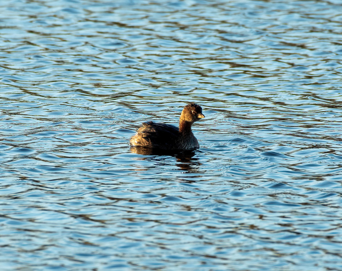 Pied-billed Grebe - ML626006298