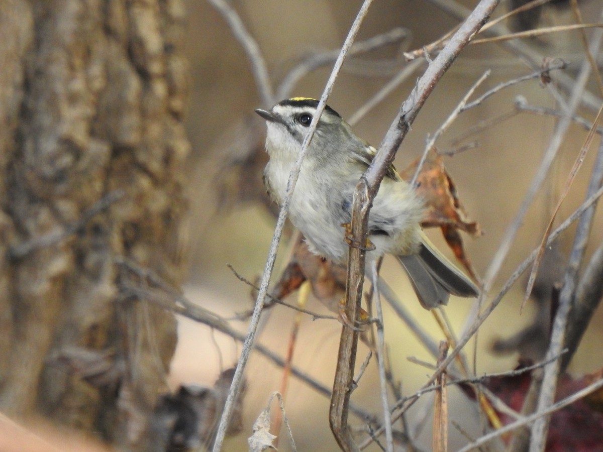 Golden-crowned Kinglet - ML626006301