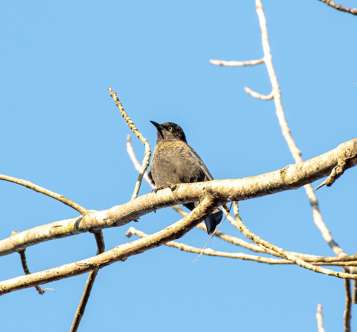 Rusty Blackbird - ML626006303