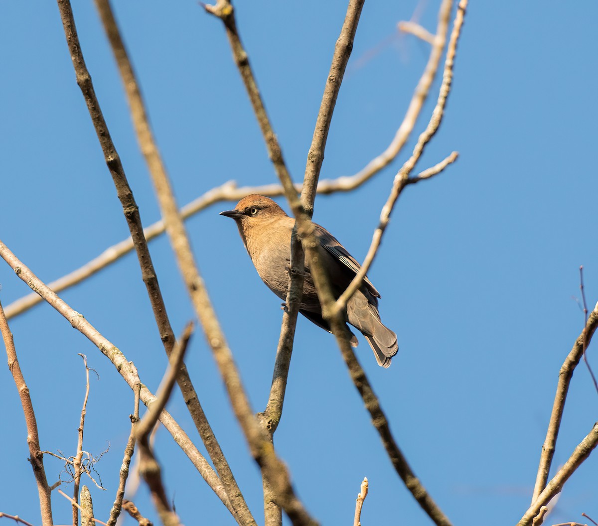 Rusty Blackbird - ML626006304