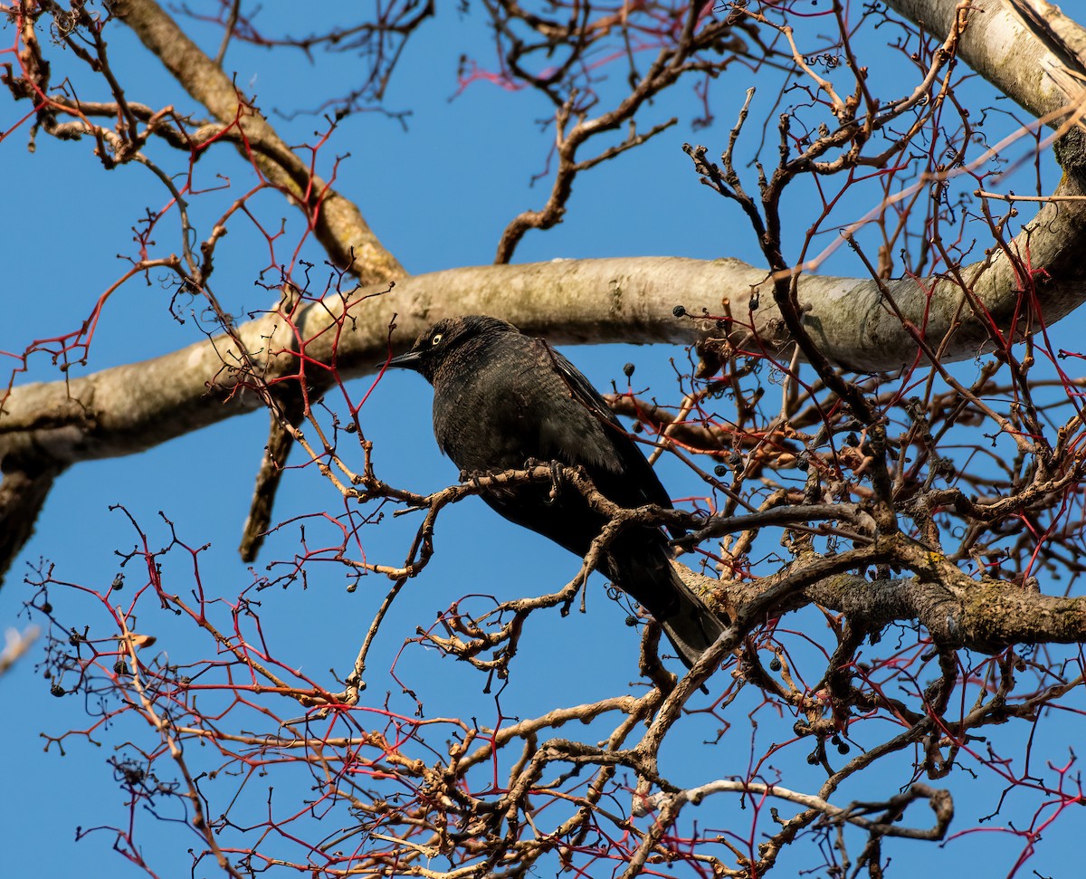 Rusty Blackbird - ML626006305