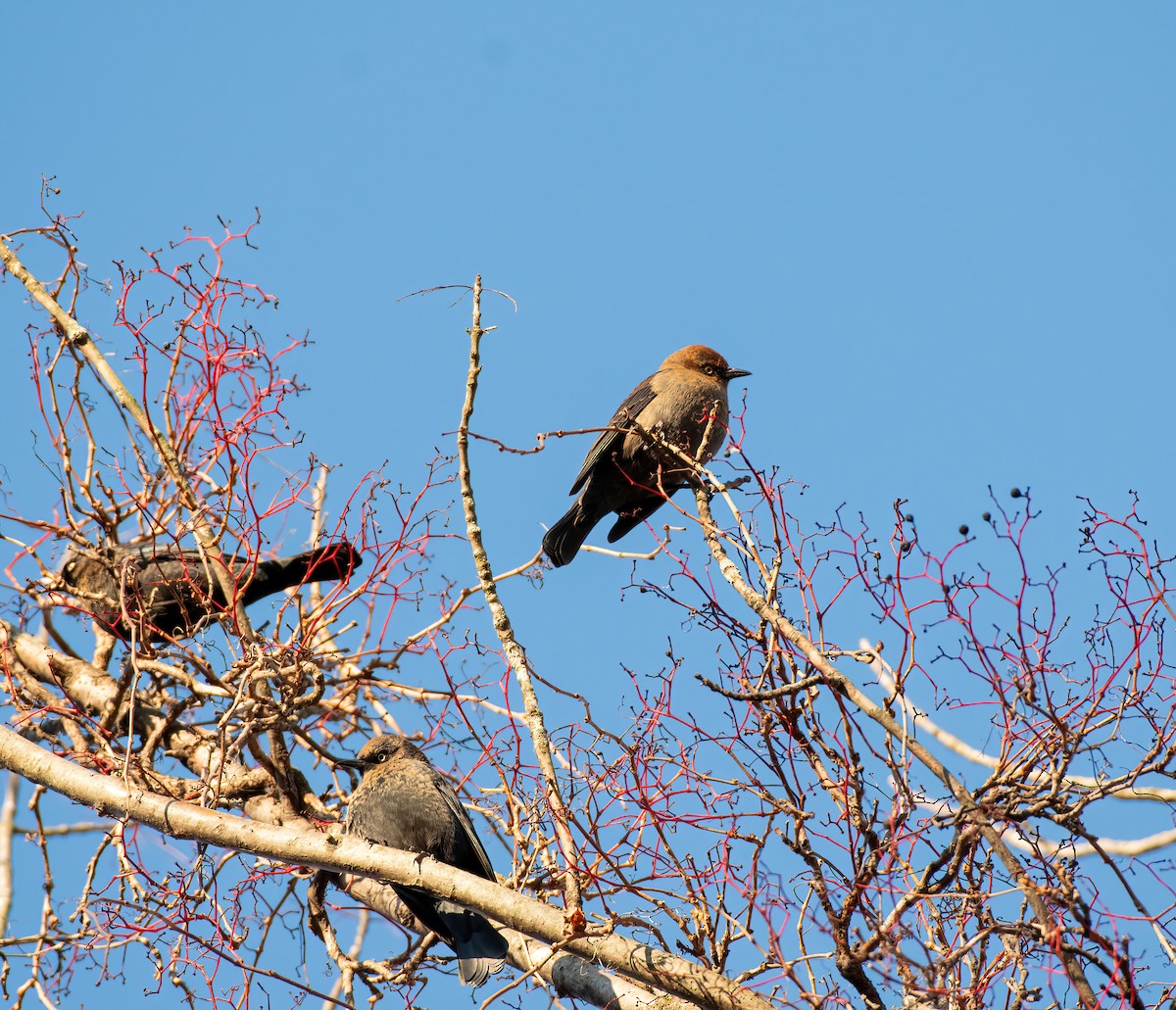 Rusty Blackbird - ML626006306