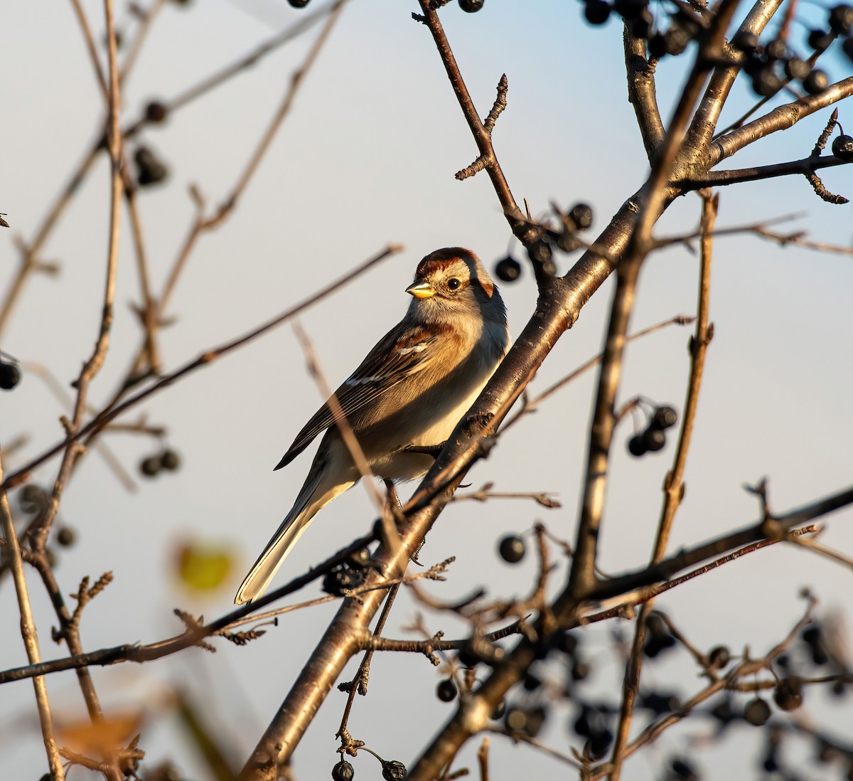 American Tree Sparrow - ML626006310