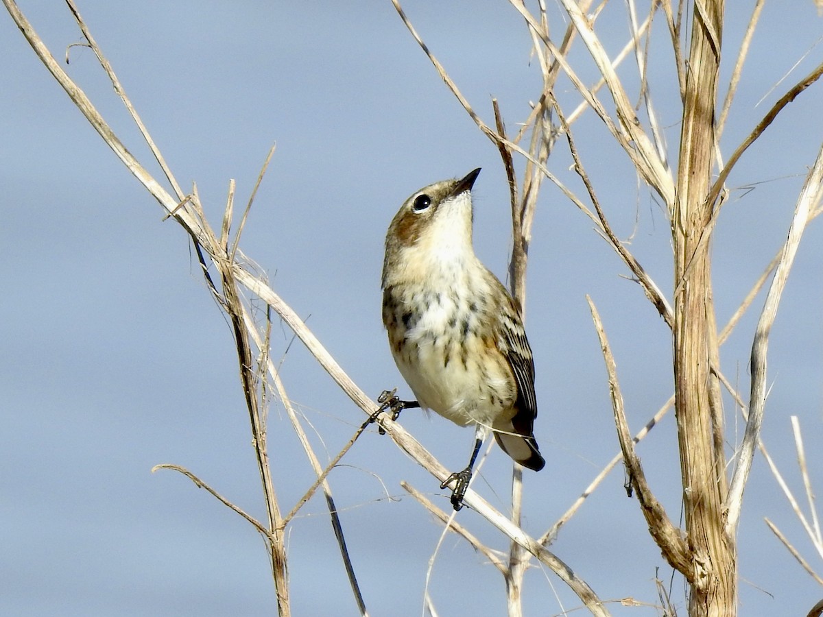 Yellow-rumped Warbler (Myrtle) - ML626006336