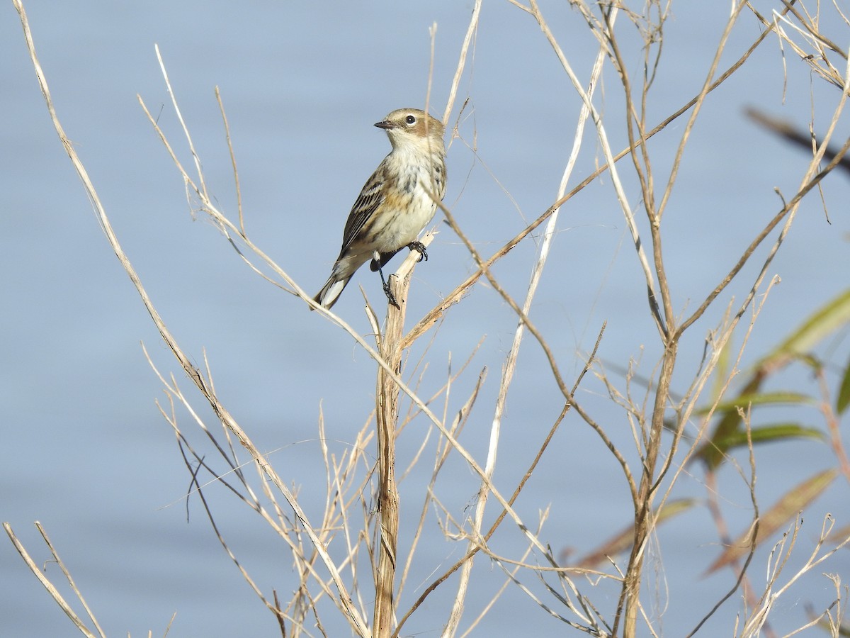 Yellow-rumped Warbler (Myrtle) - ML626006337