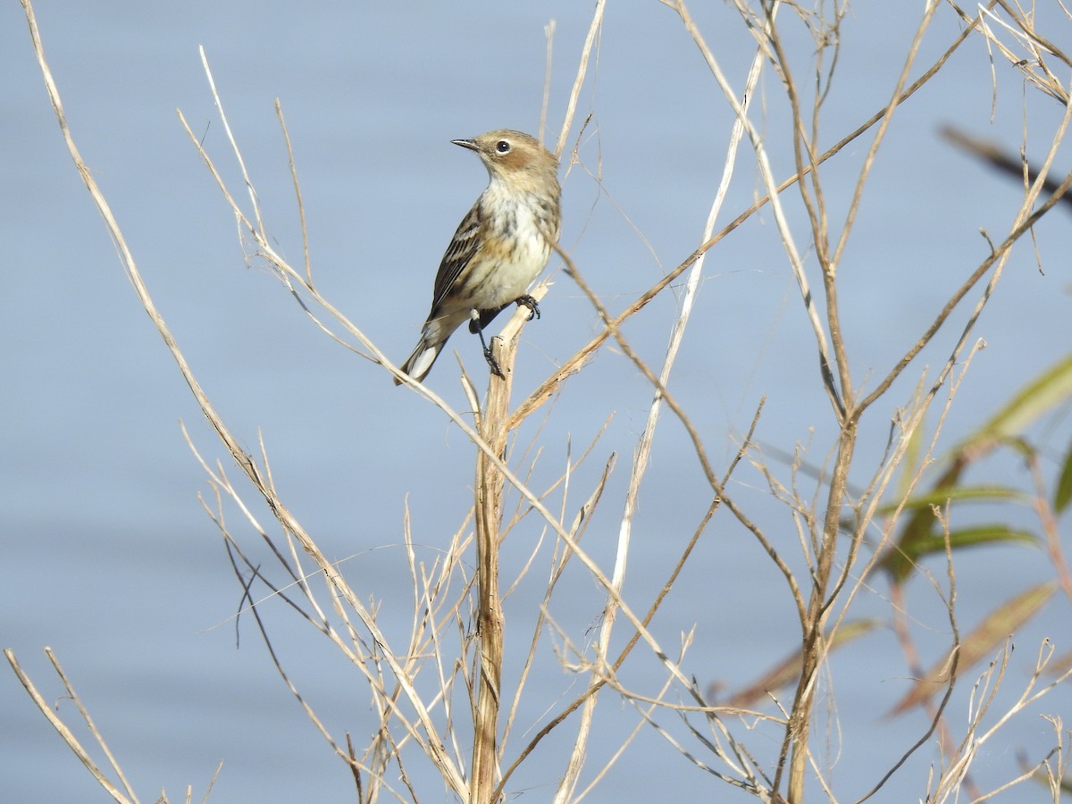 Yellow-rumped Warbler (Myrtle) - ML626006338