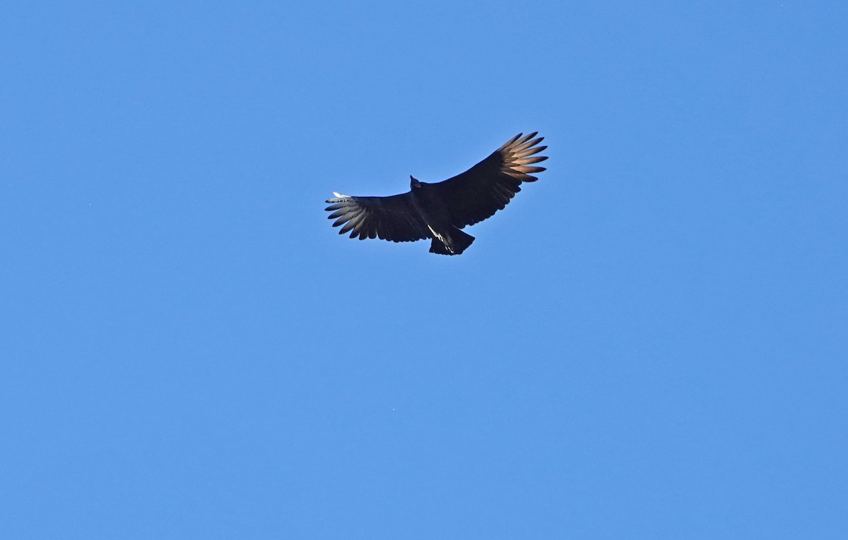 Black Vulture - ML626006351