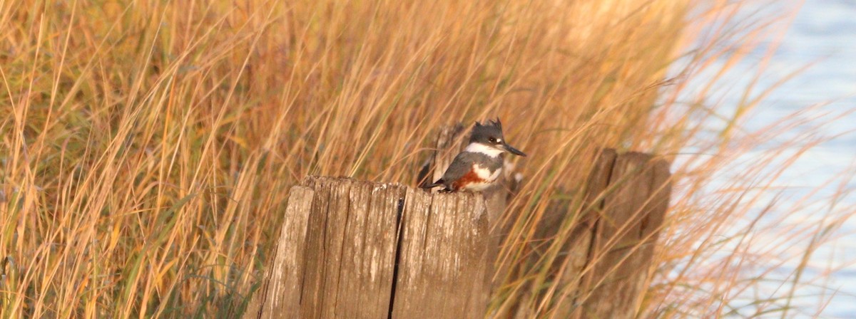 Belted Kingfisher - ML626006512