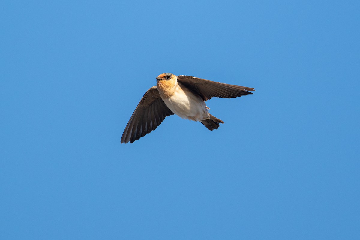 Cave Swallow - ML626006519