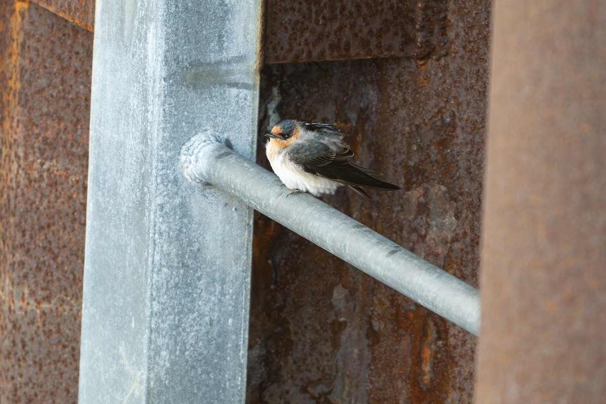 Cave Swallow - ML626006522
