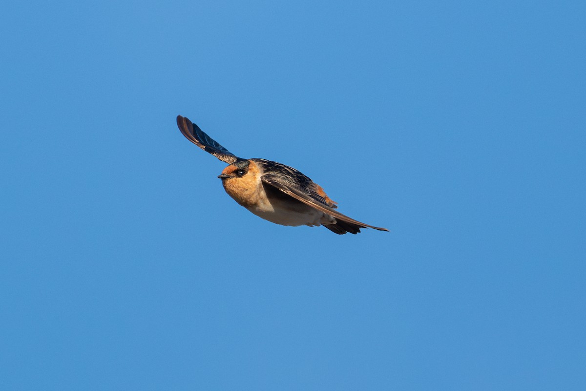 Cave Swallow - ML626006527