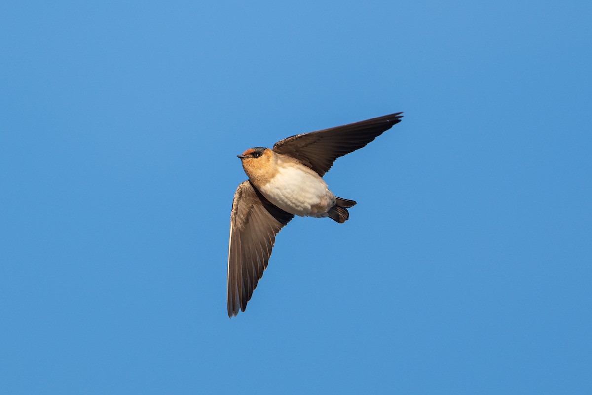 Cave Swallow - ML626006530