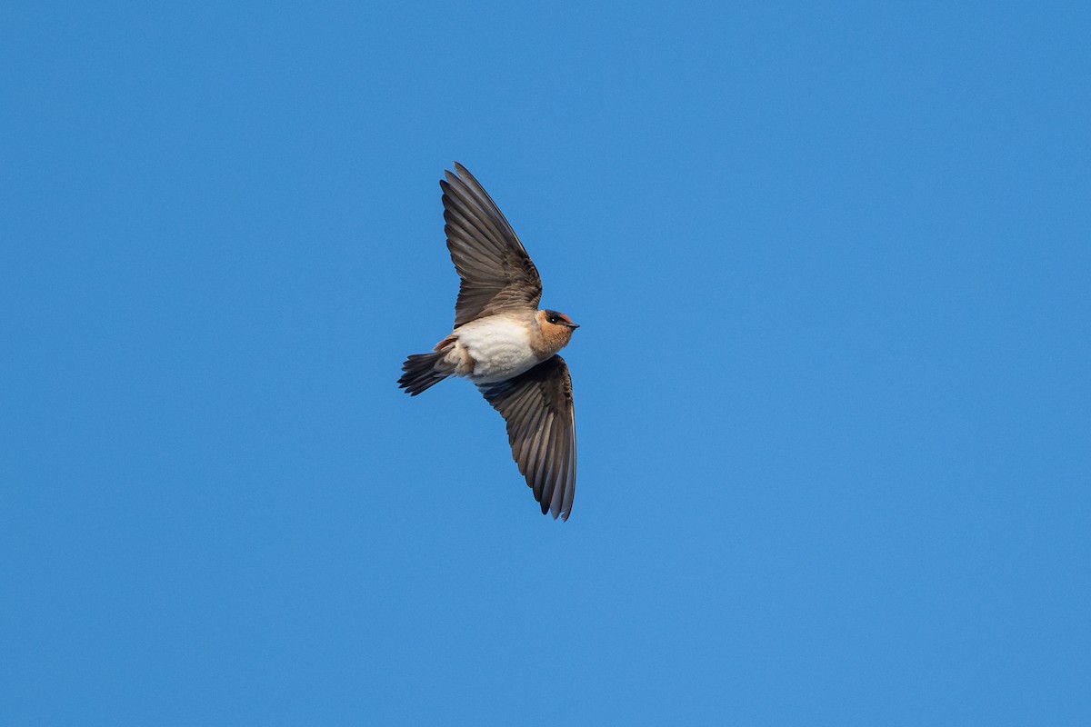 Cave Swallow - ML626006531