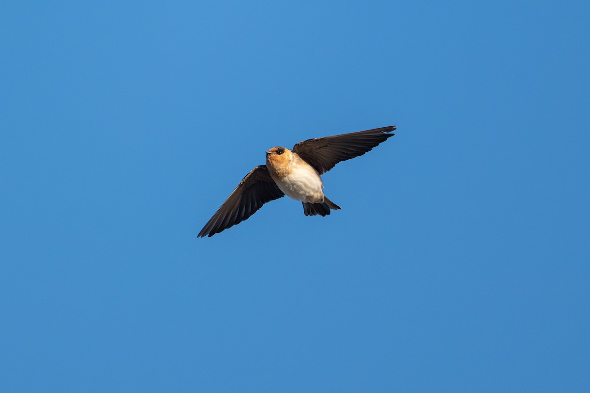Cave Swallow - ML626006533