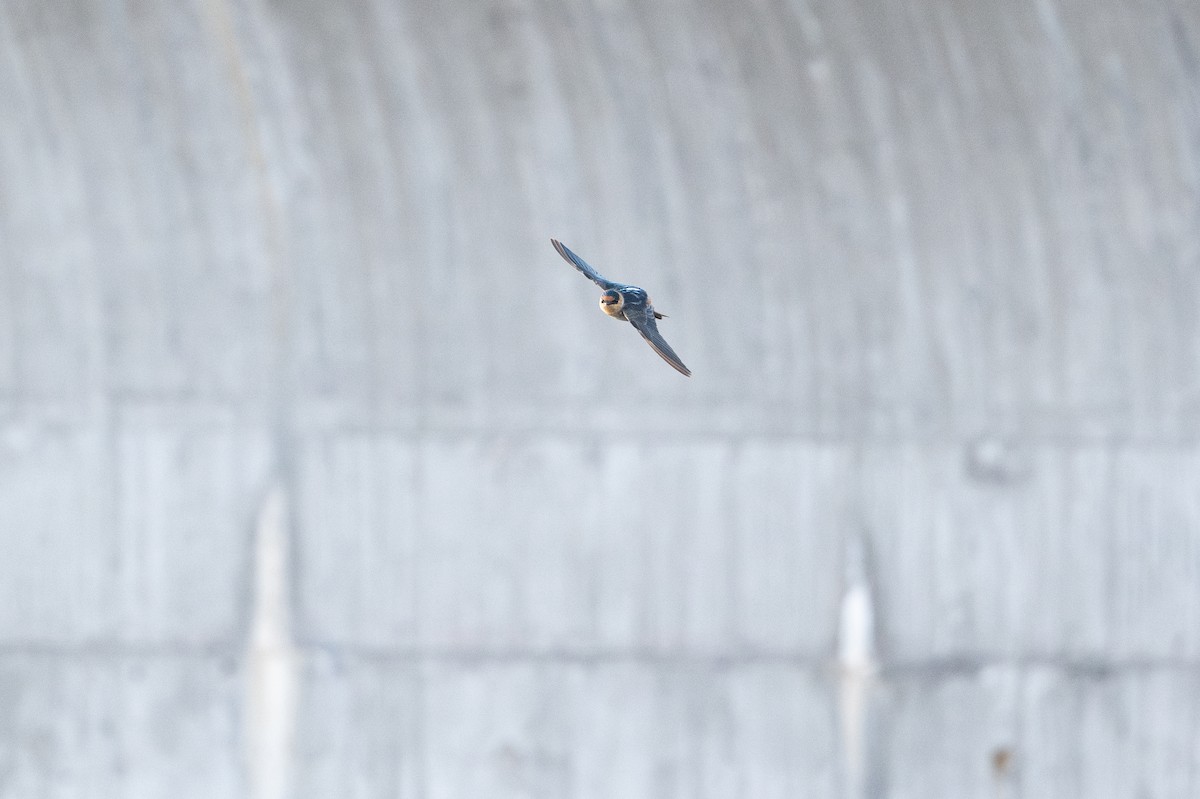 Cave Swallow - ML626006537