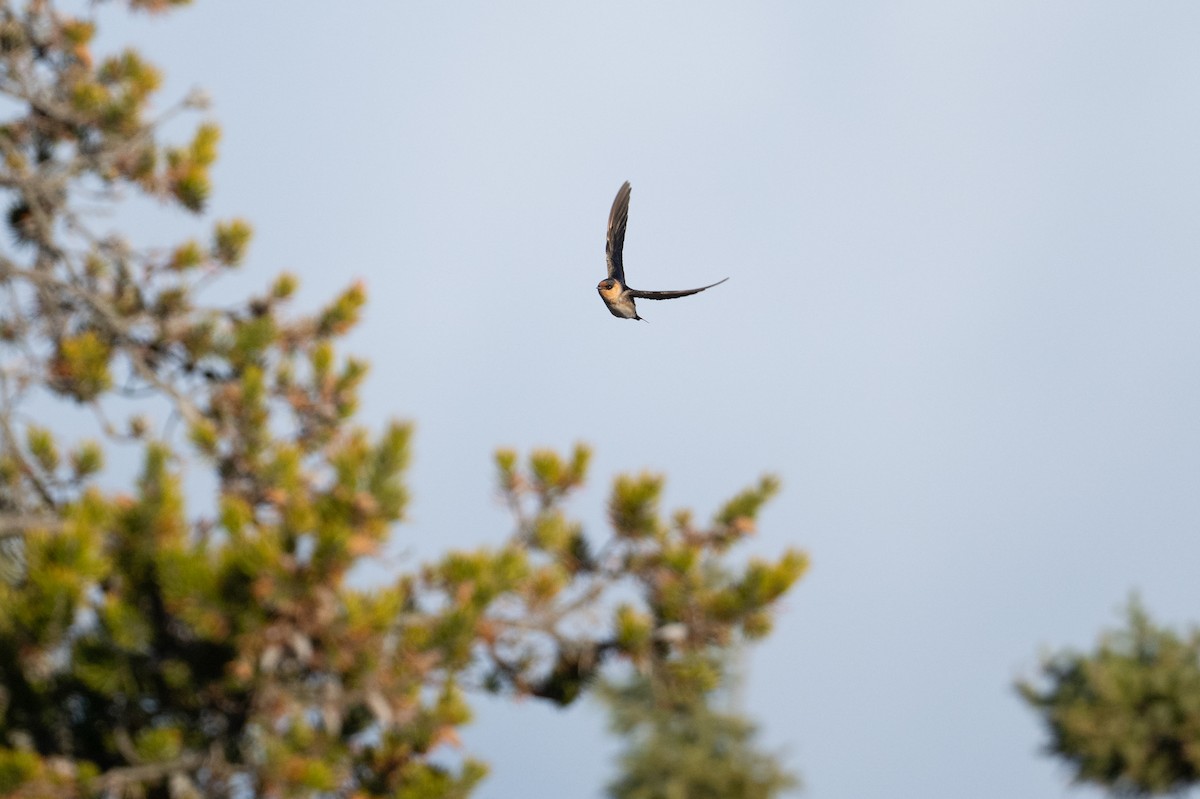 Cave Swallow - ML626006538