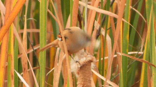 ヒゲガラ - ML626006581
