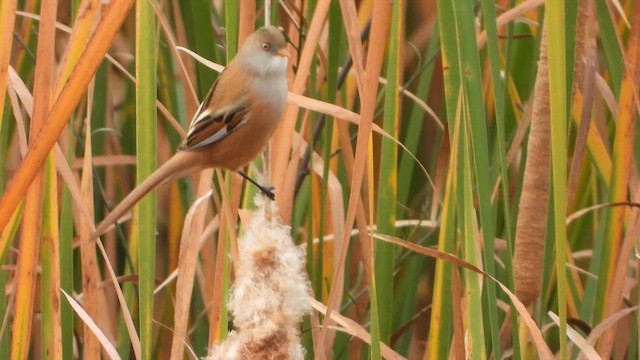 ヒゲガラ - ML626006583