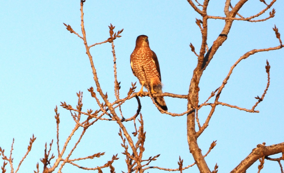 Cooper's Hawk - ML626006619