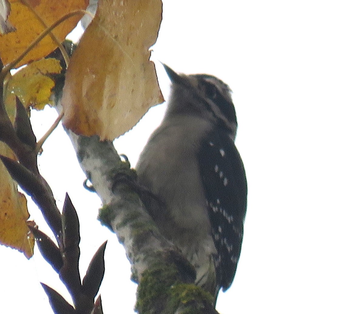 Downy Woodpecker - ML626006735