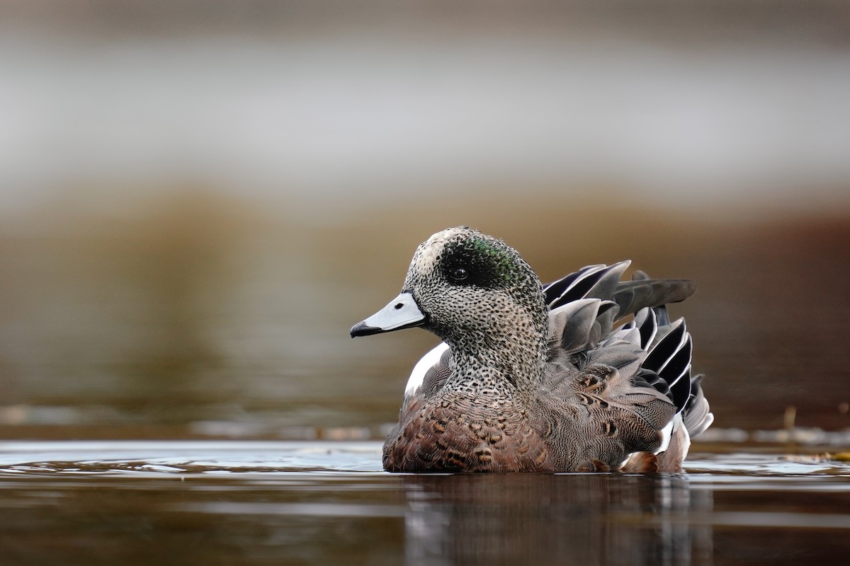 American Wigeon - ML626006937