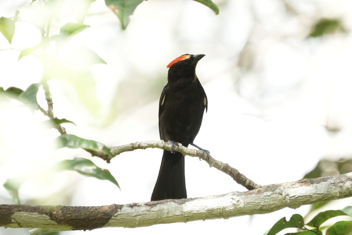 Flame-crested Tanager - ML626007387