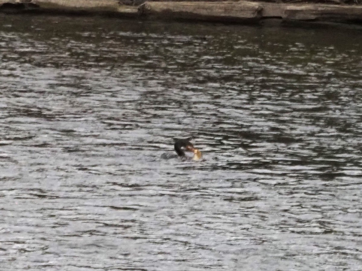 Double-crested Cormorant - ML626007411