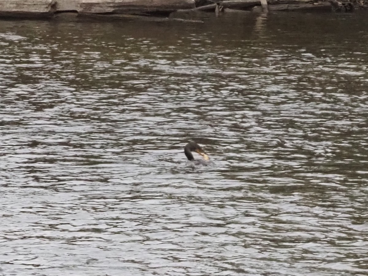 Double-crested Cormorant - ML626007413