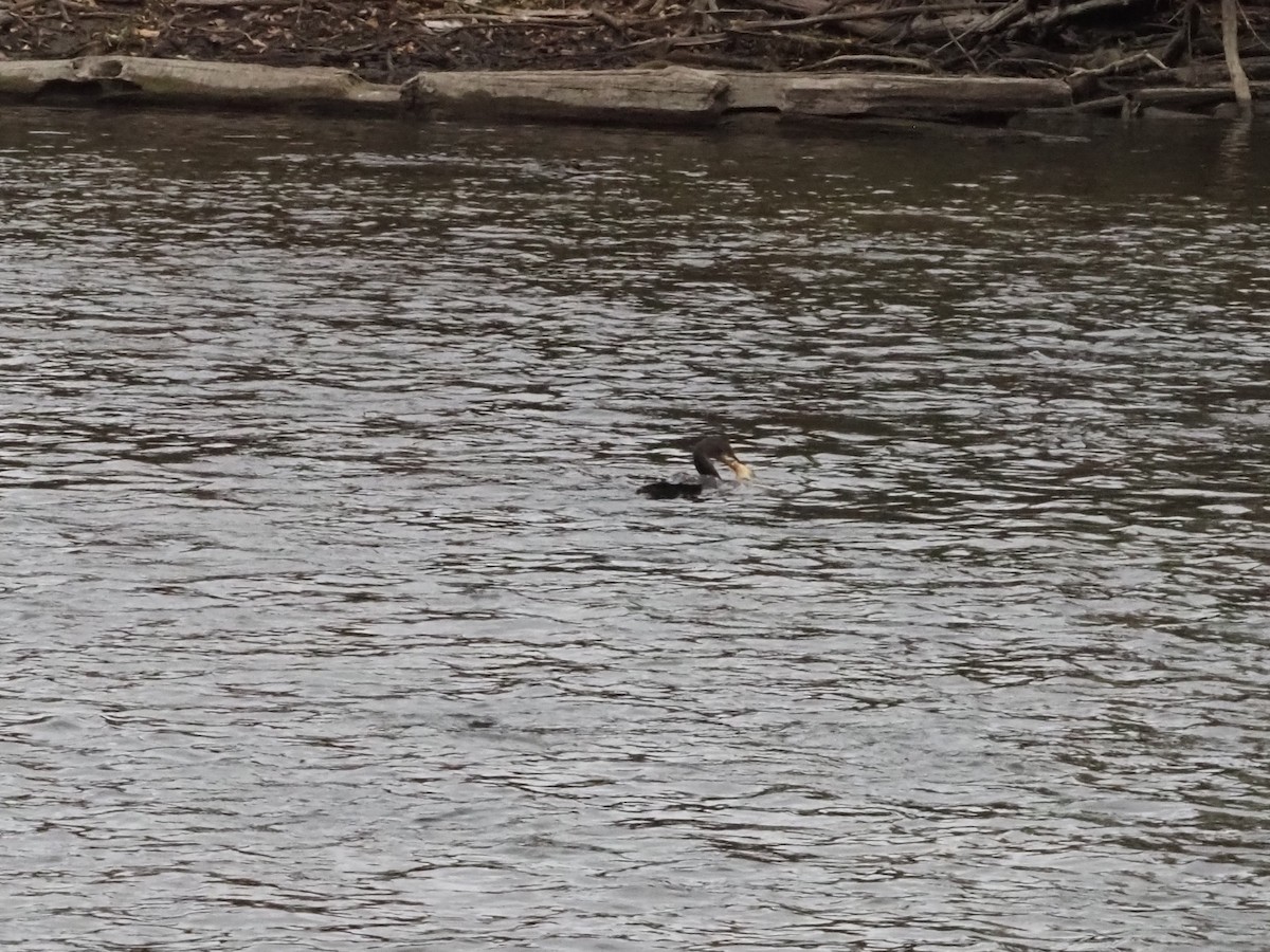 Double-crested Cormorant - ML626007418