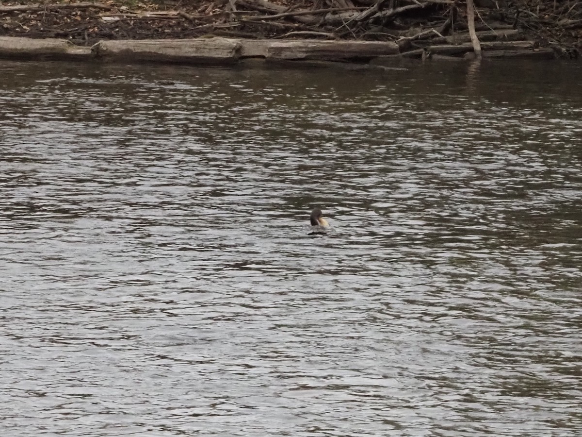 Double-crested Cormorant - ML626007419