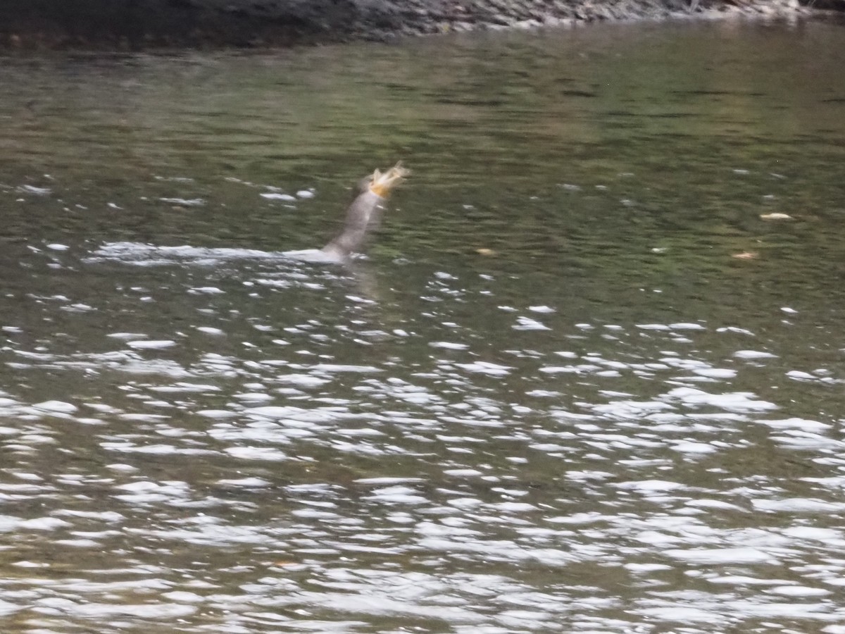 Double-crested Cormorant - ML626007421