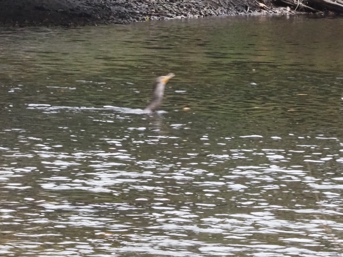 Double-crested Cormorant - ML626007422