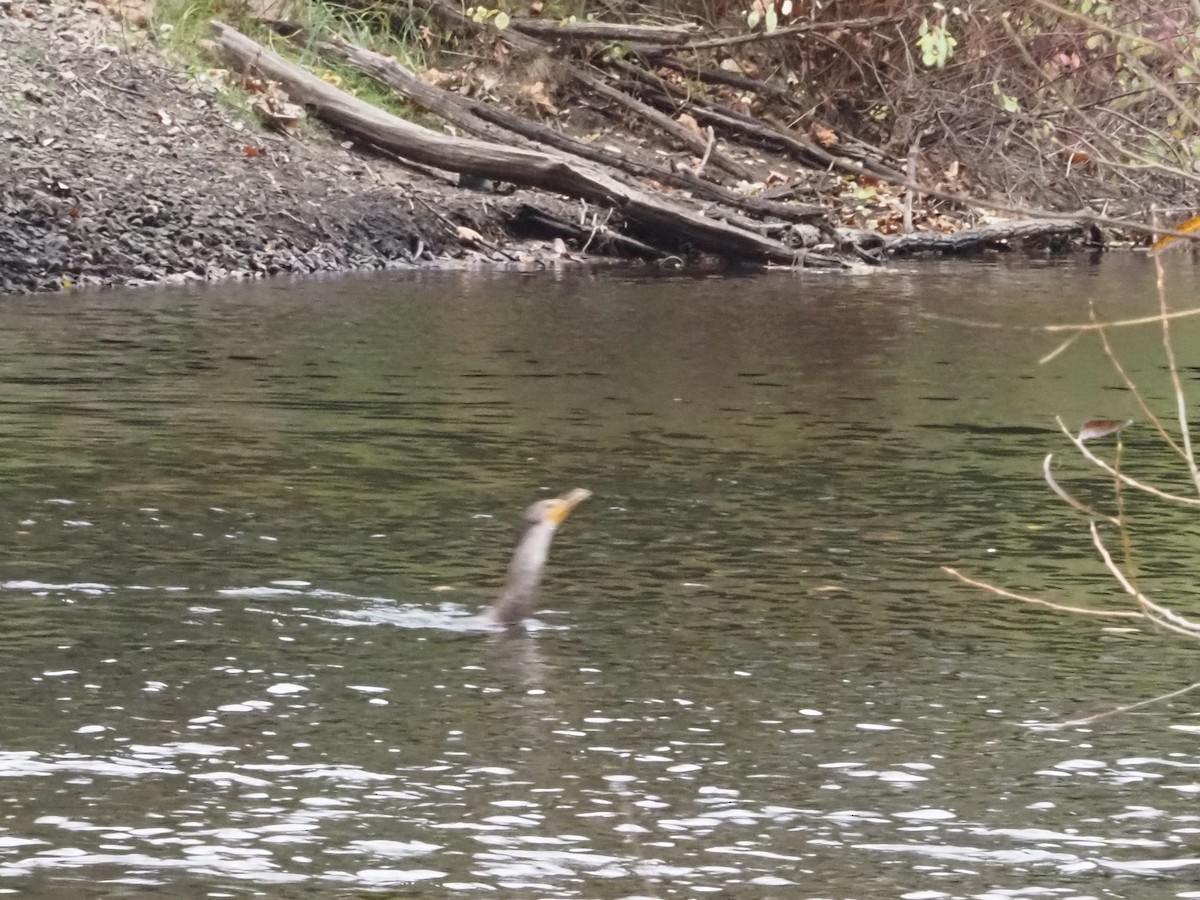 Double-crested Cormorant - ML626007424