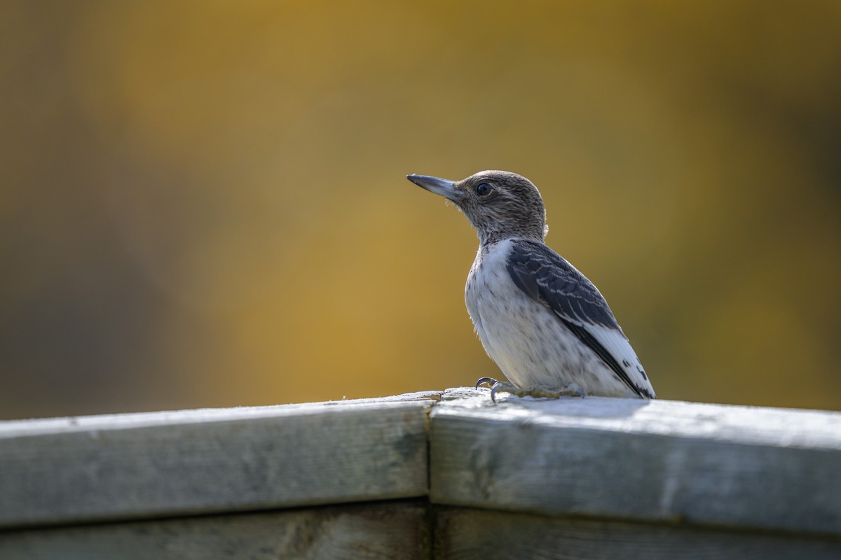 Red-headed Woodpecker - ML626007492