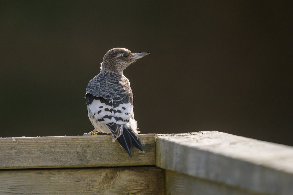 Red-headed Woodpecker - ML626007493