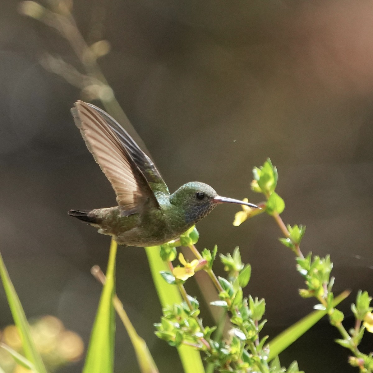 tupikolibri - ML626007512